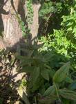 Plant name: Foxglove Digitalis spp. 